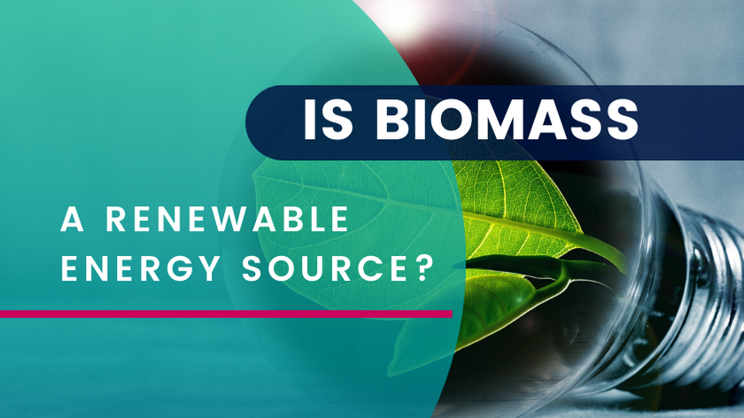 Is Biomass a Renewable Energy Source?